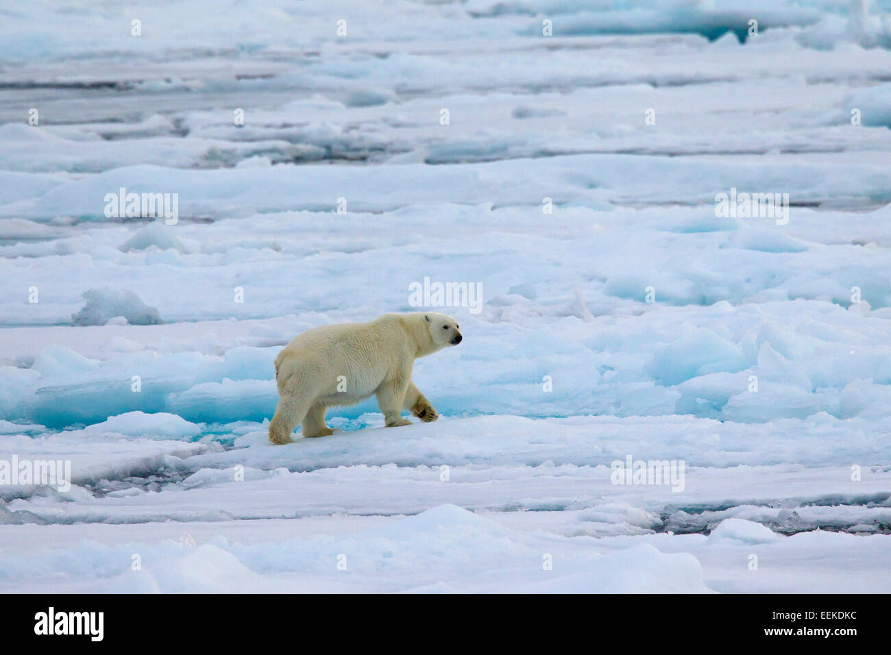 Polar bear (Ursus maritimus / Thalarctos maritimus) walking on pack ice, Svalbard / Spitsbergen, Norway Stock Photo