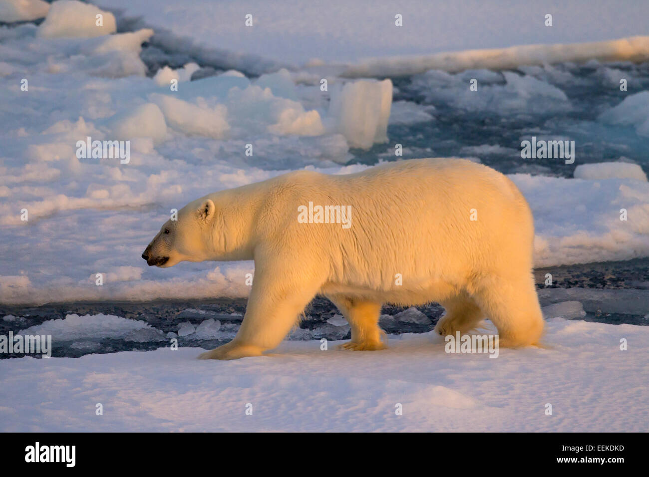 Polar bear (Ursus maritimus / Thalarctos maritimus) walking on pack ice at sunset, Svalbard, Norway Stock Photo