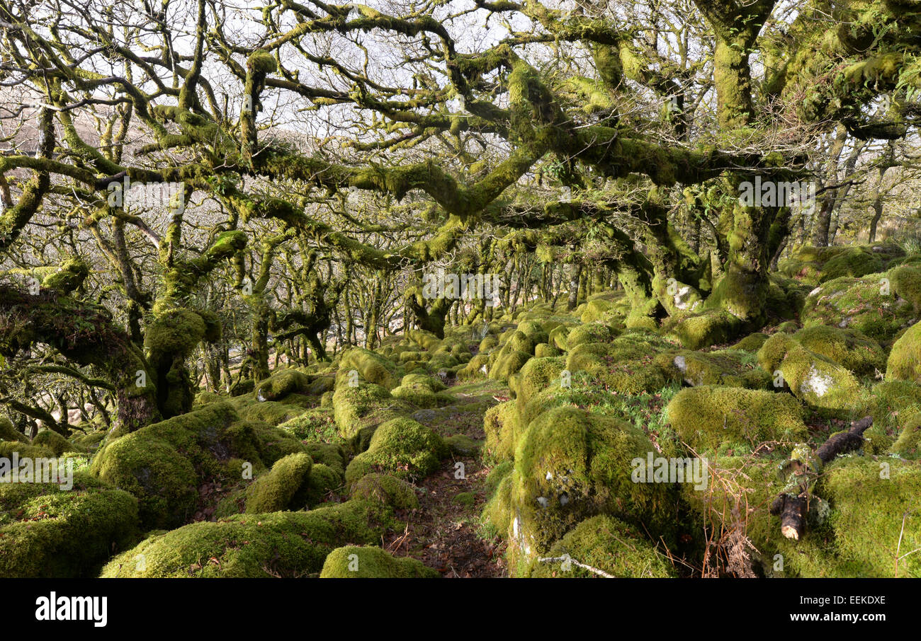 Wistman's Wood on Dartmoor in Devon. Ancient dwarf oak trees set amongst granite boulders. Eerily beautiful and atmospheric. Stock Photo