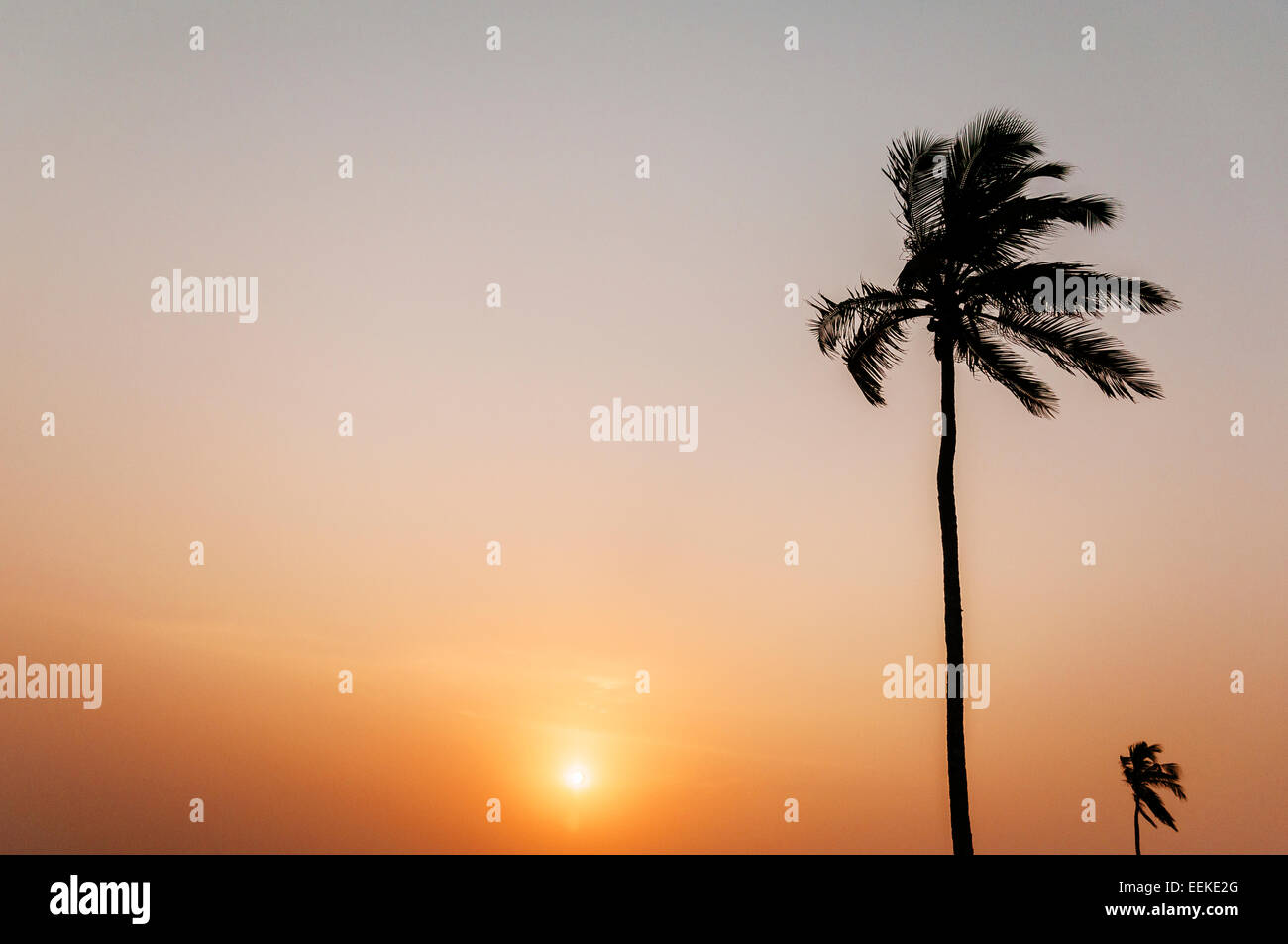 Sunset and palm trees on the beach, Ada Foah, Ghana. Stock Photo