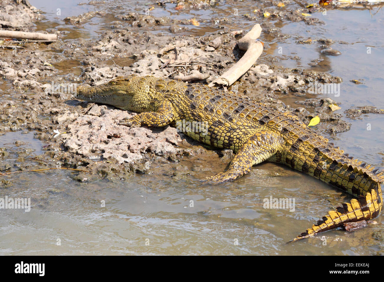 A young Nile Crocodile, Crocodylus niloticus, resting on the bank of a river in Serengeti National Park, Tanzania Stock Photo