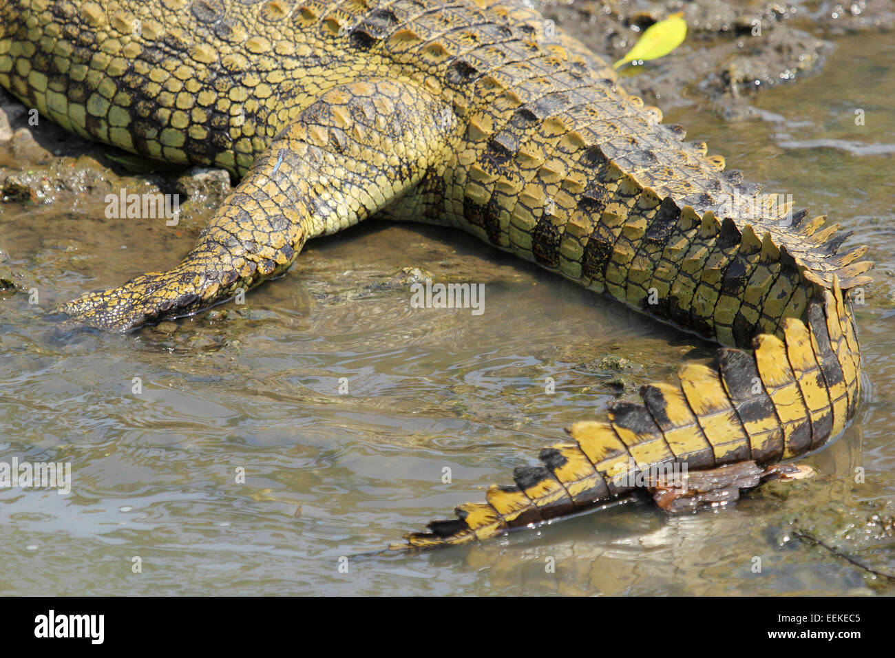 Closeup of the tail of a young Nile Crocodile, Crocodylus niloticus, resting near a river in Serengeti National Park, Tanzania Stock Photo