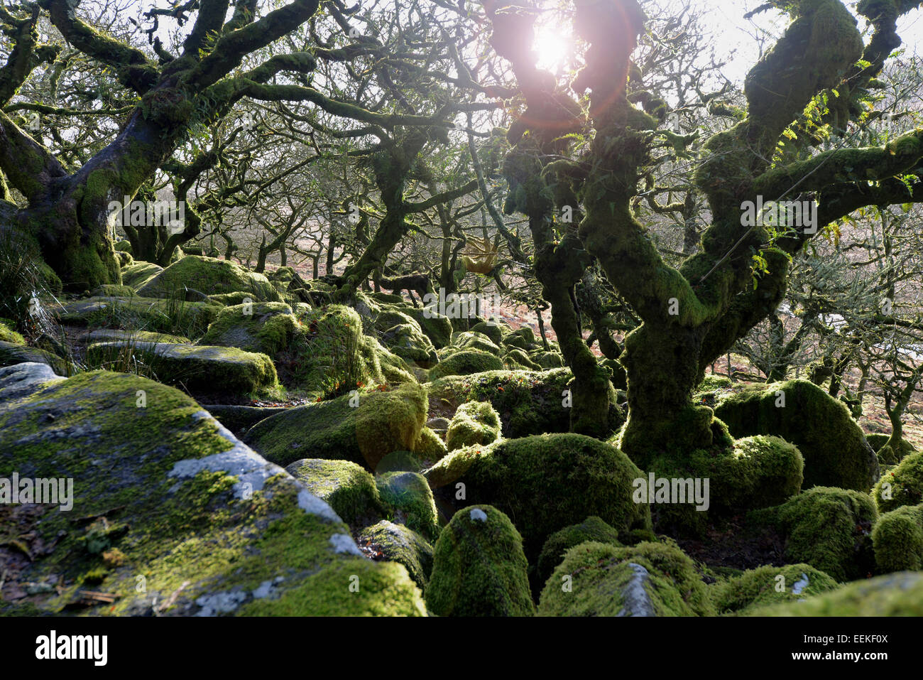 Dartmoor's Pygmy Forest