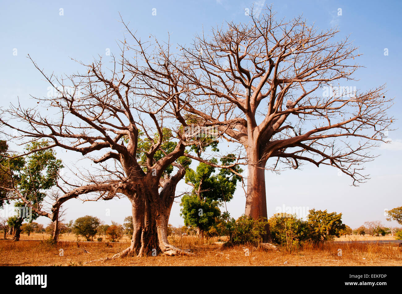 Baobab trees, Ghana Stock Photo Alamy