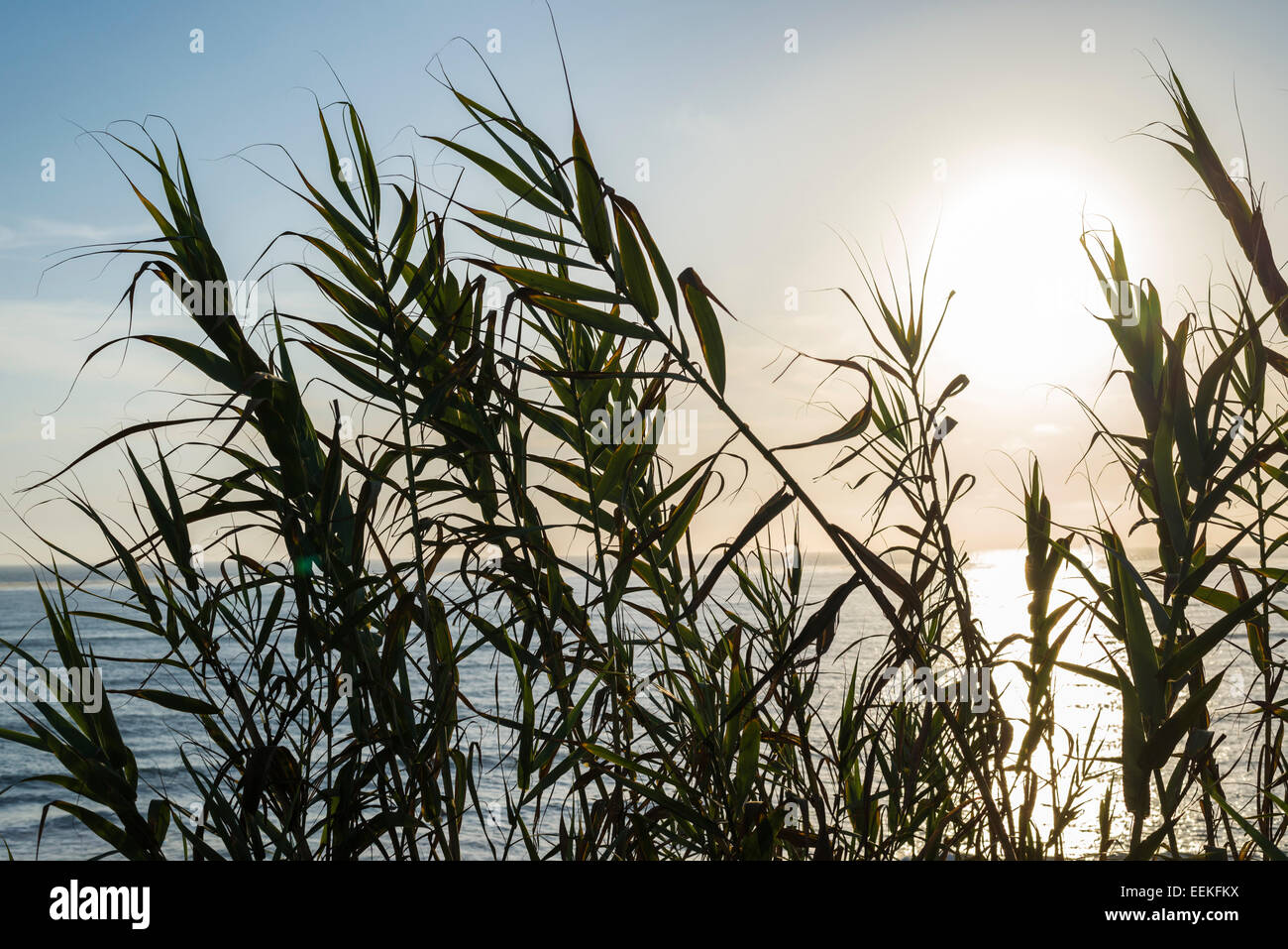 Plants with the setting Sun in the background. Stock Photo
