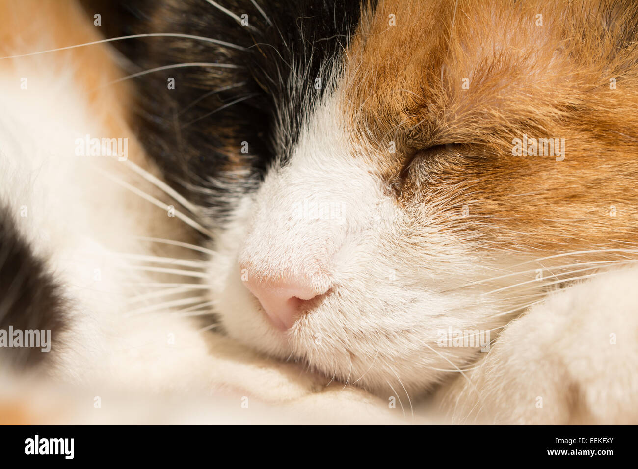 Closeup of a sleeping calico cat Stock Photo