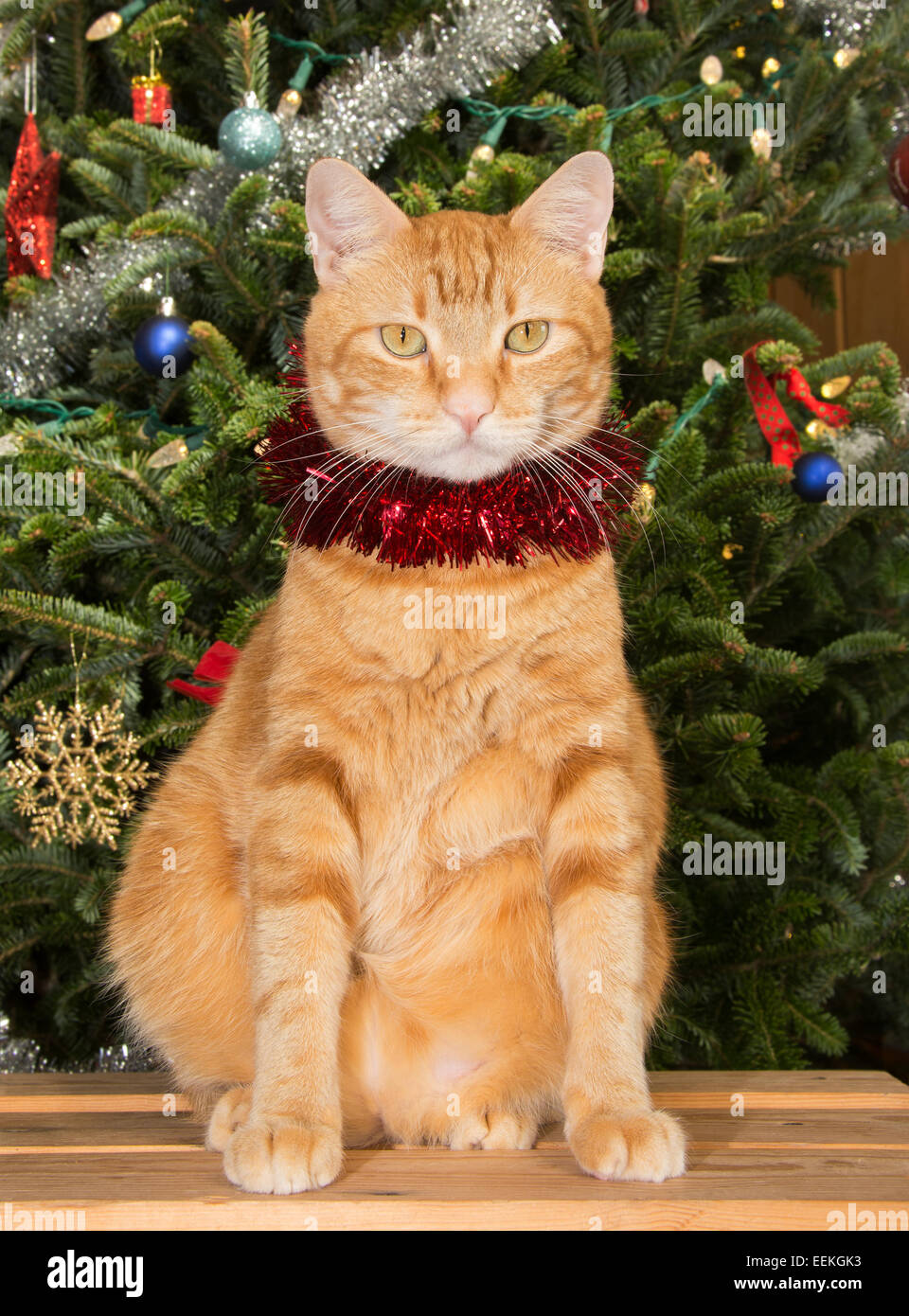 Orange tabby cat sitting in front of a Christmas tree, wearing a strand of red tinsel Stock Photo
