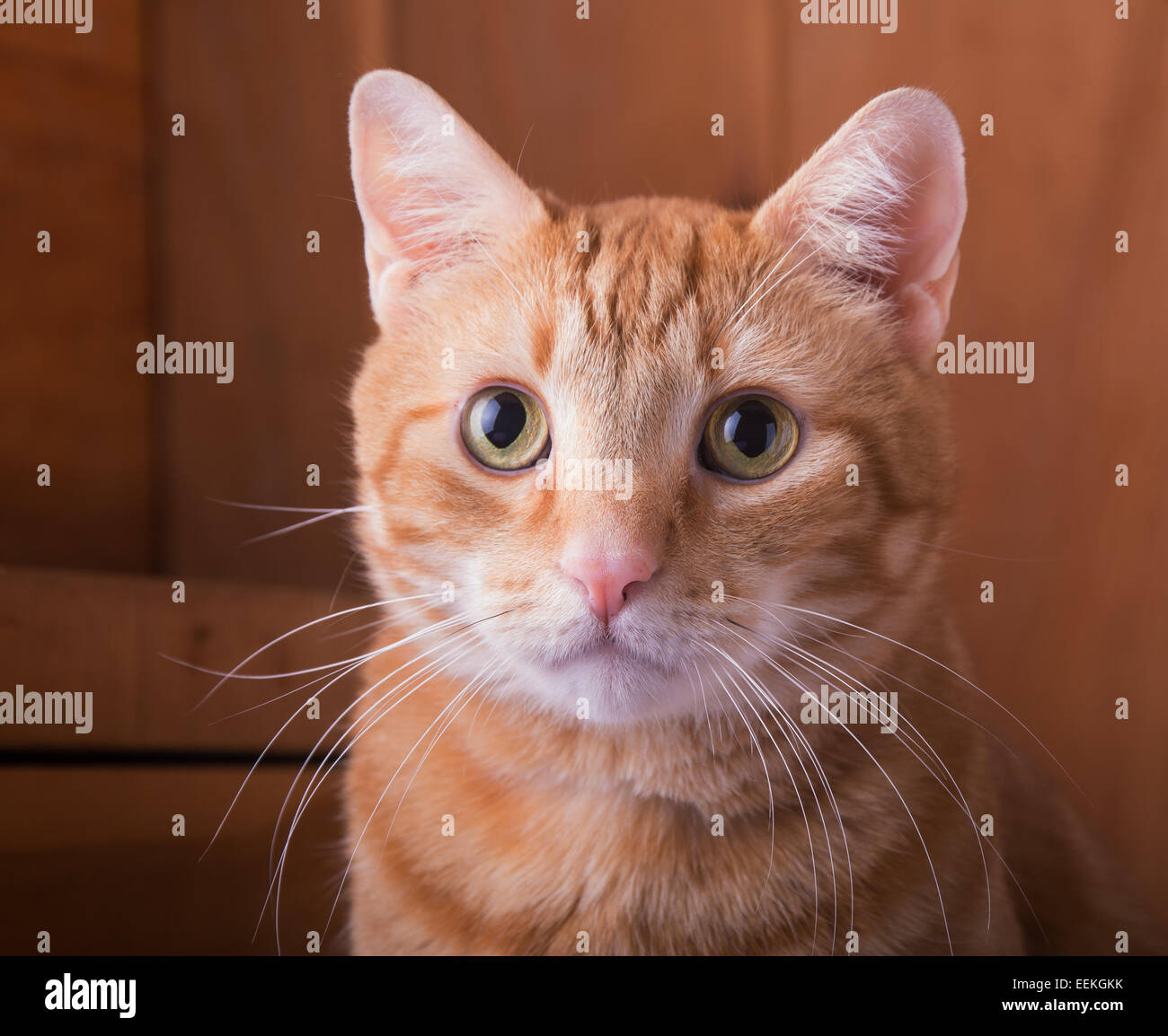 Closeup of a red tabby cat with a rustic wooden background Stock Photo