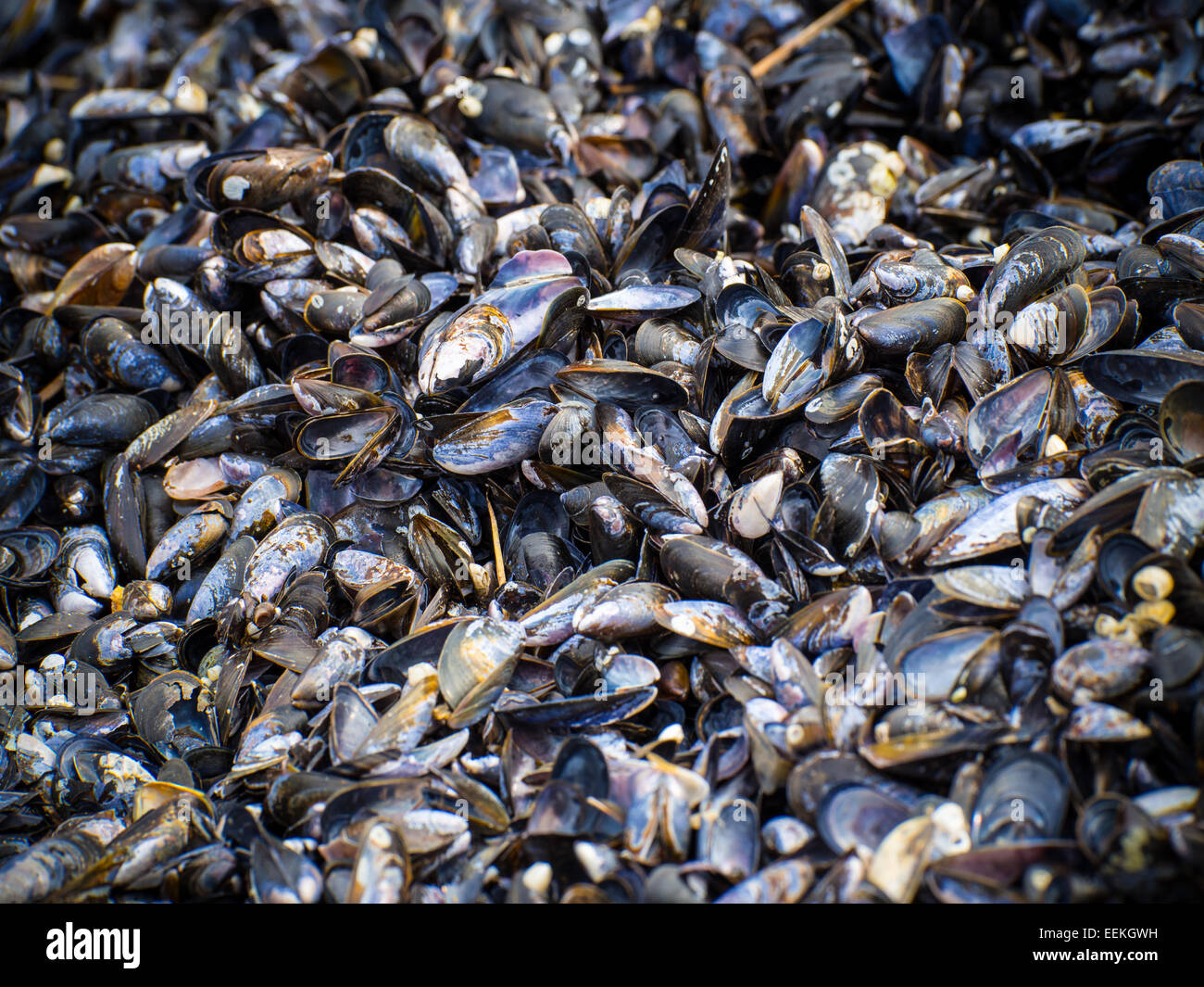 A pile of mussels Stock Photo