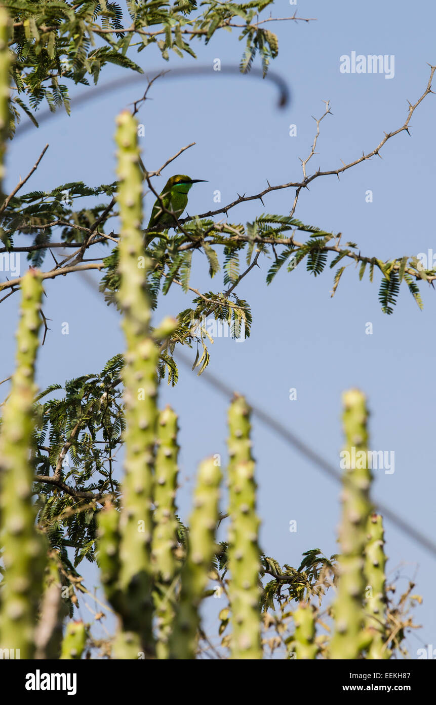 State bird of rajasthan hi-res stock photography and images - Alamy