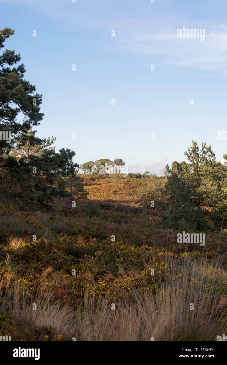 Scots Pine Wood Trees Canford Heath Poole Dorset England Stock Photo