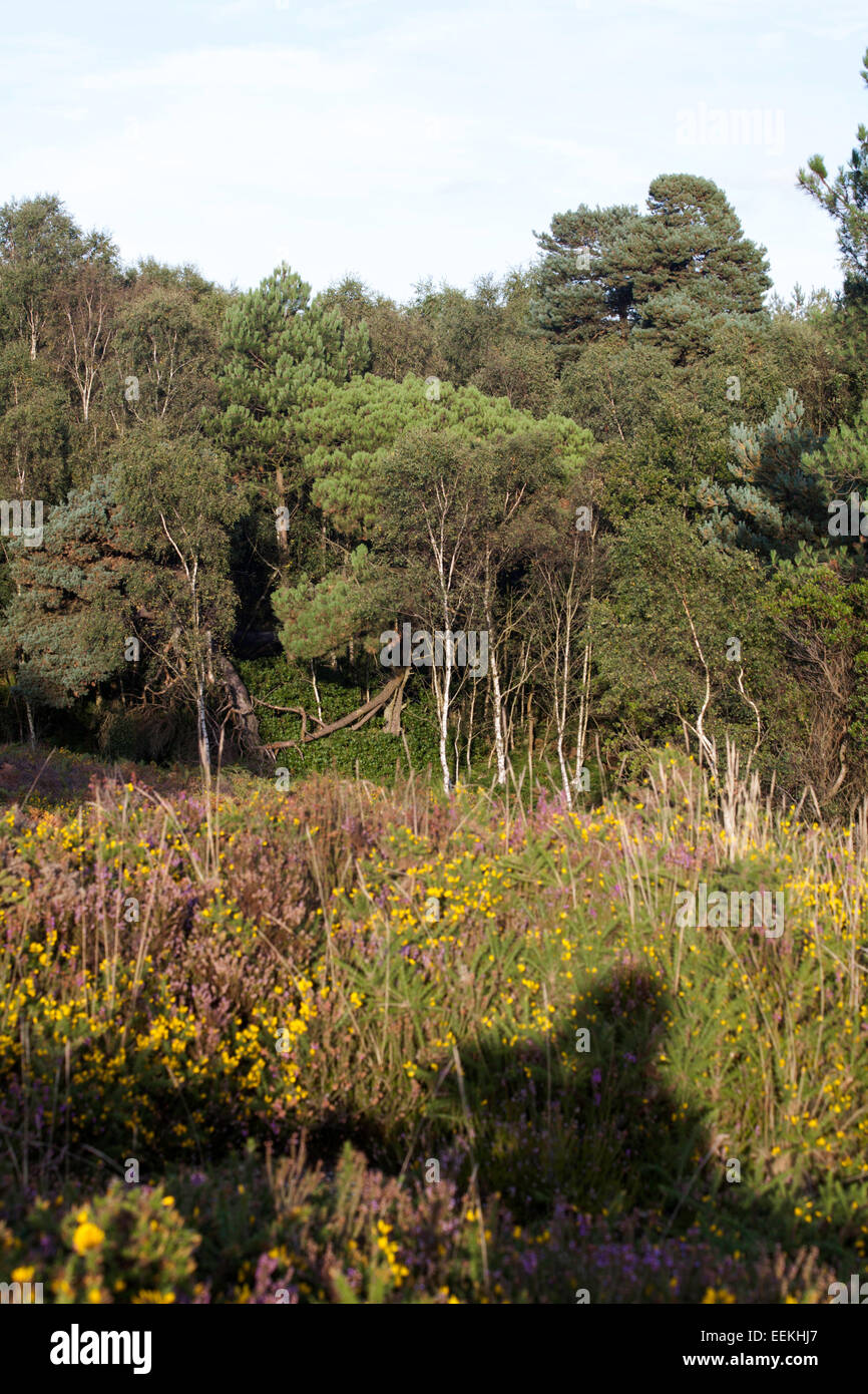 Scots Pine Wood Trees Canford Heath Poole Dorset England Stock Photo