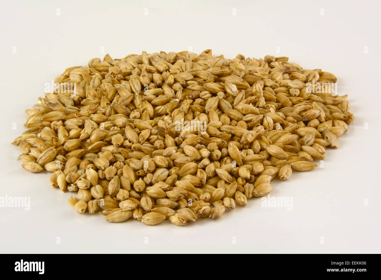 Barley prepared as 2 row malt used for preparing the mash for craft brewing beer, on a white background in the studio Stock Photo