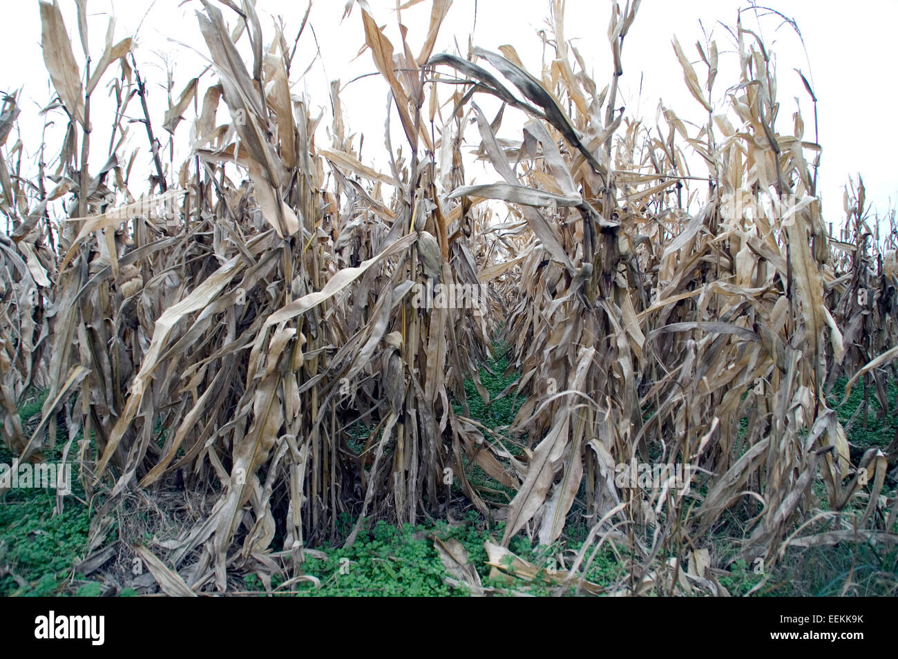 Corn that had dried in the field and awaits reading. Stock Photo