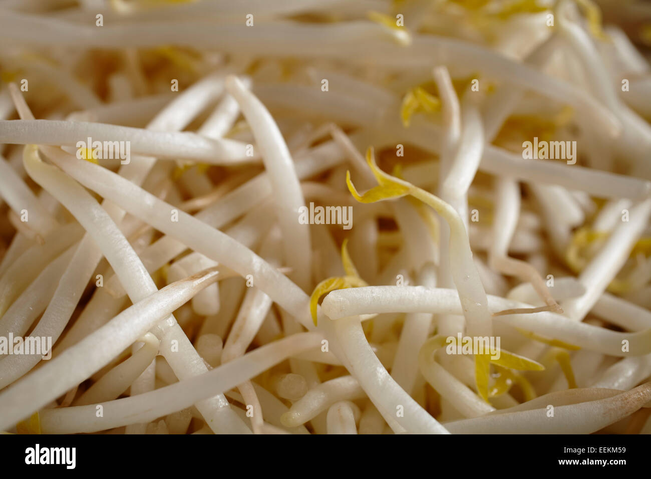 Fresh mung bean sprouts Stock Photo