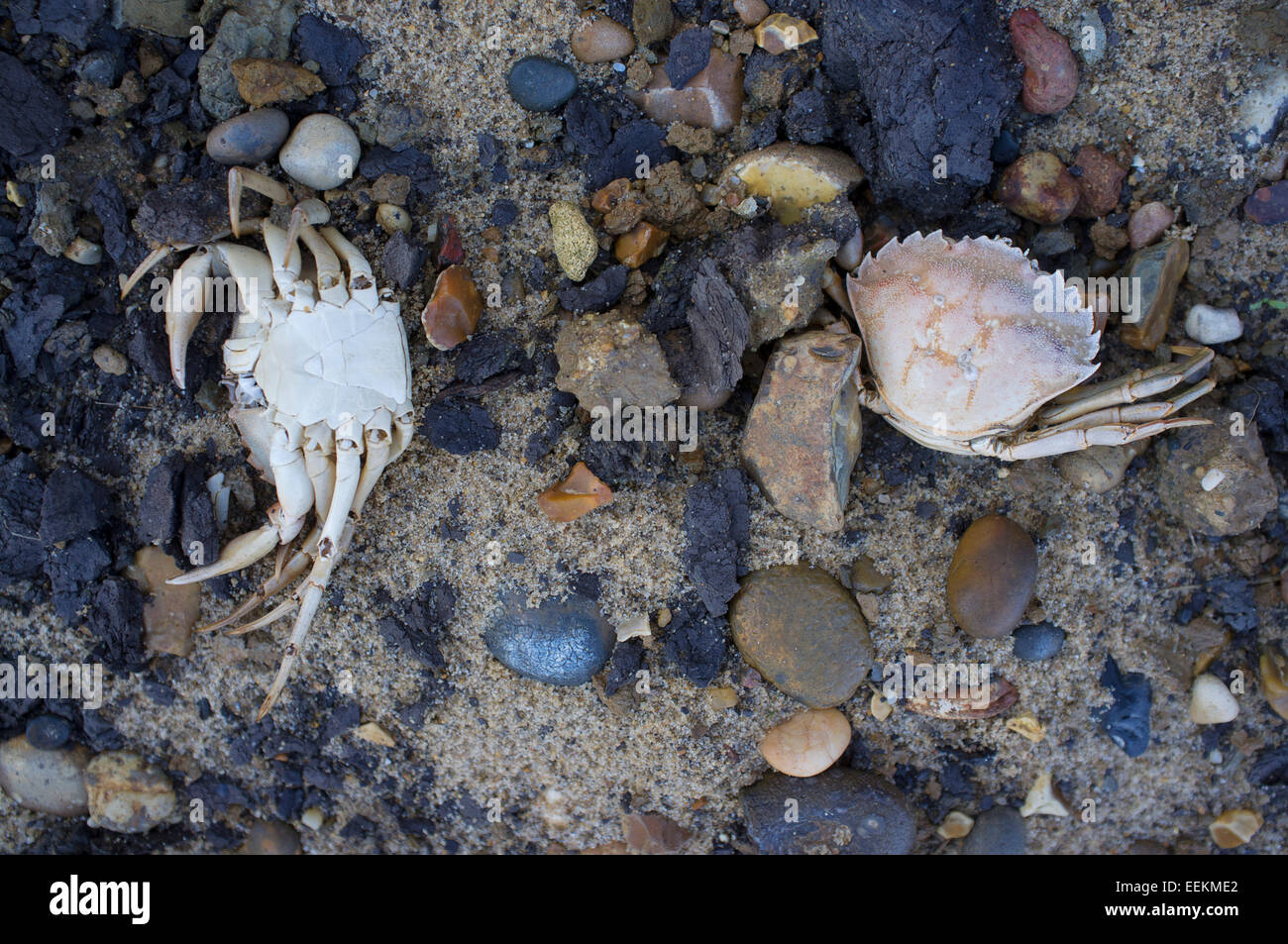 Empty carapaces of two shore crabs on beach Stock Photo