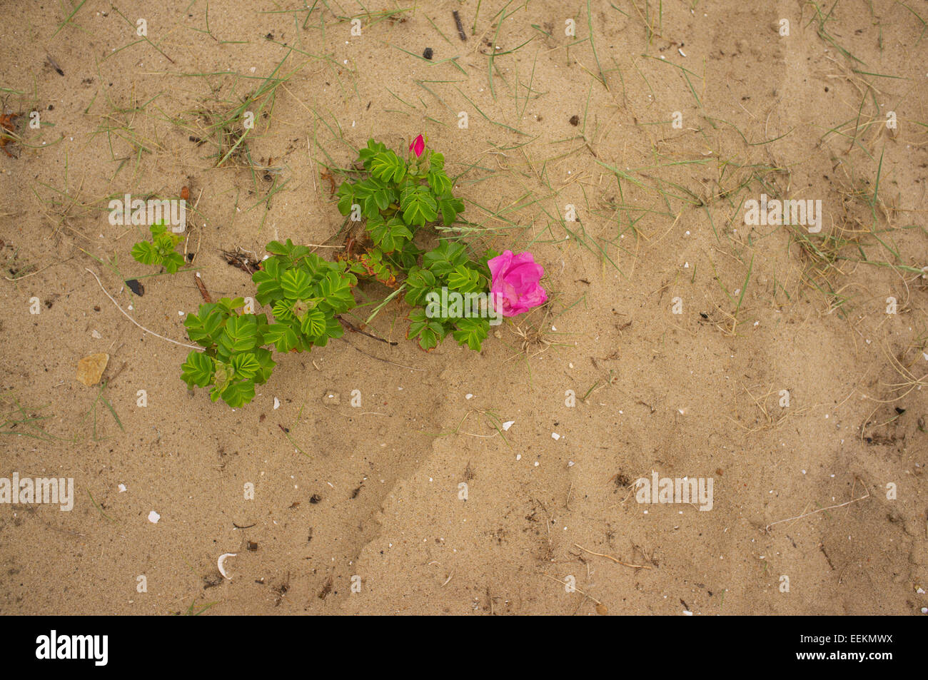 Plant with pink flower growing in sand Stock Photo