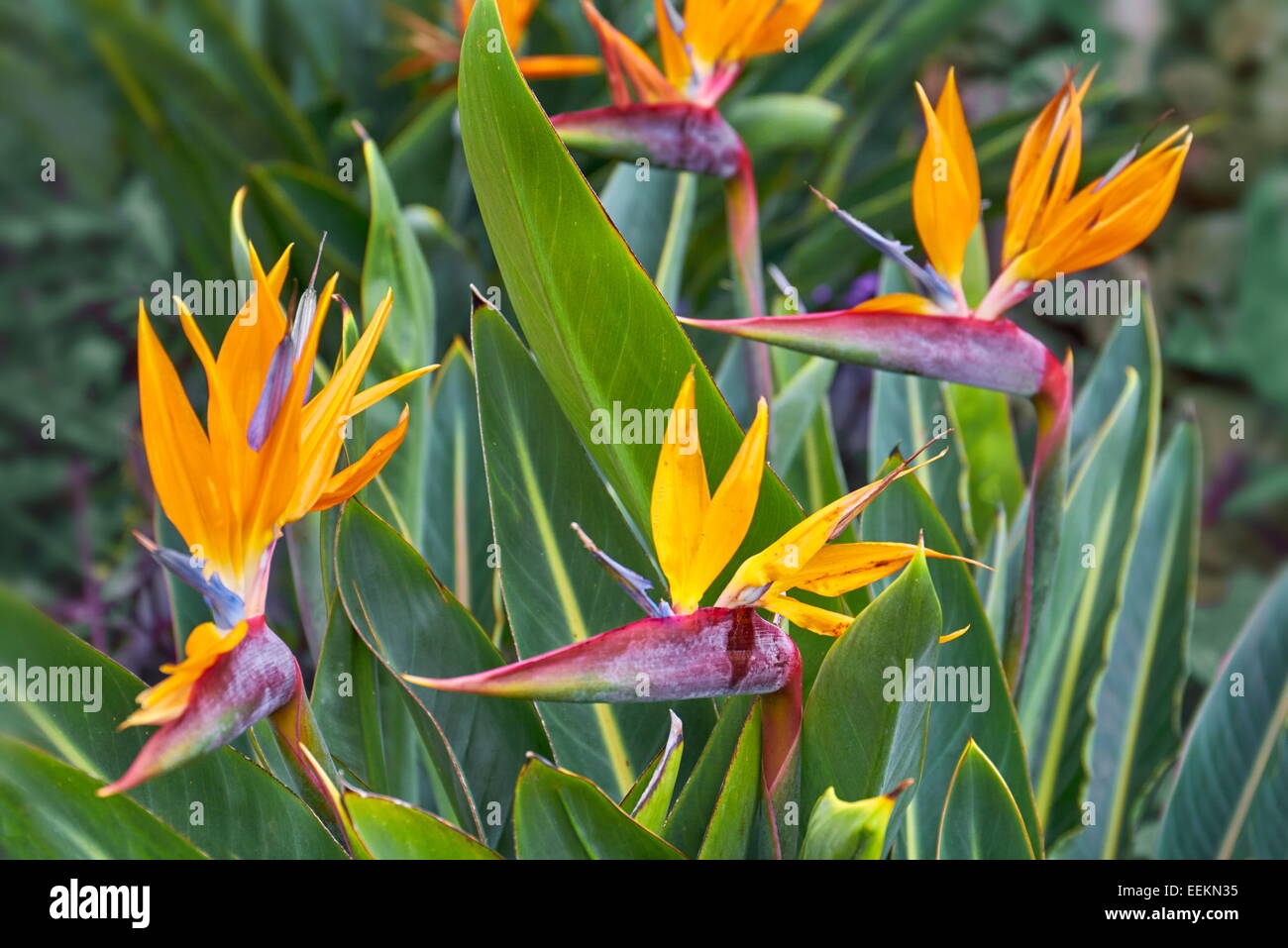 Strelitzia flowers, La Gomera, Canary Islands, Spain Stock Photo