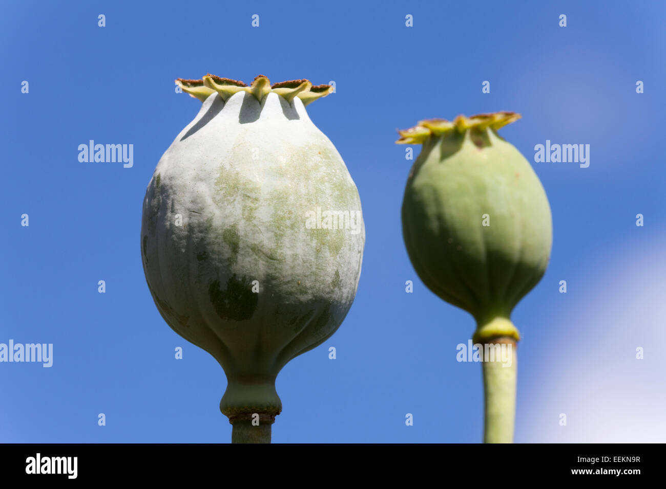 Opium poppy seed heads [Papaver somniferum], 