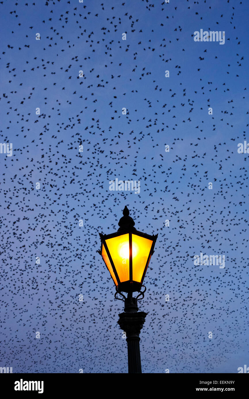 murmuration of starlings flying above a city street light Stock Photo