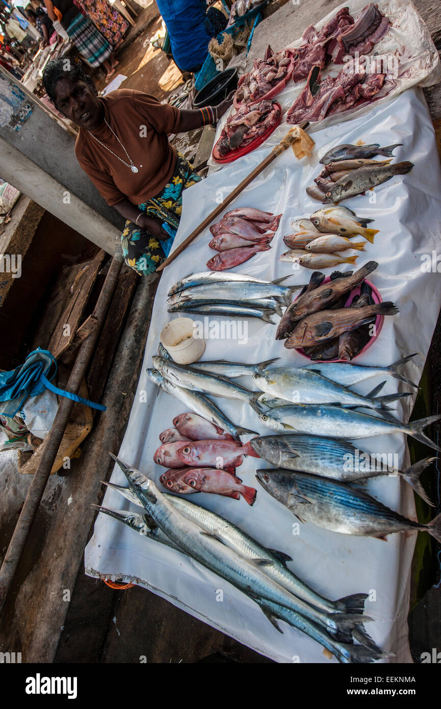 Fish market in Negombo, Western Province, Sri Lanka Stock Photo - Alamy