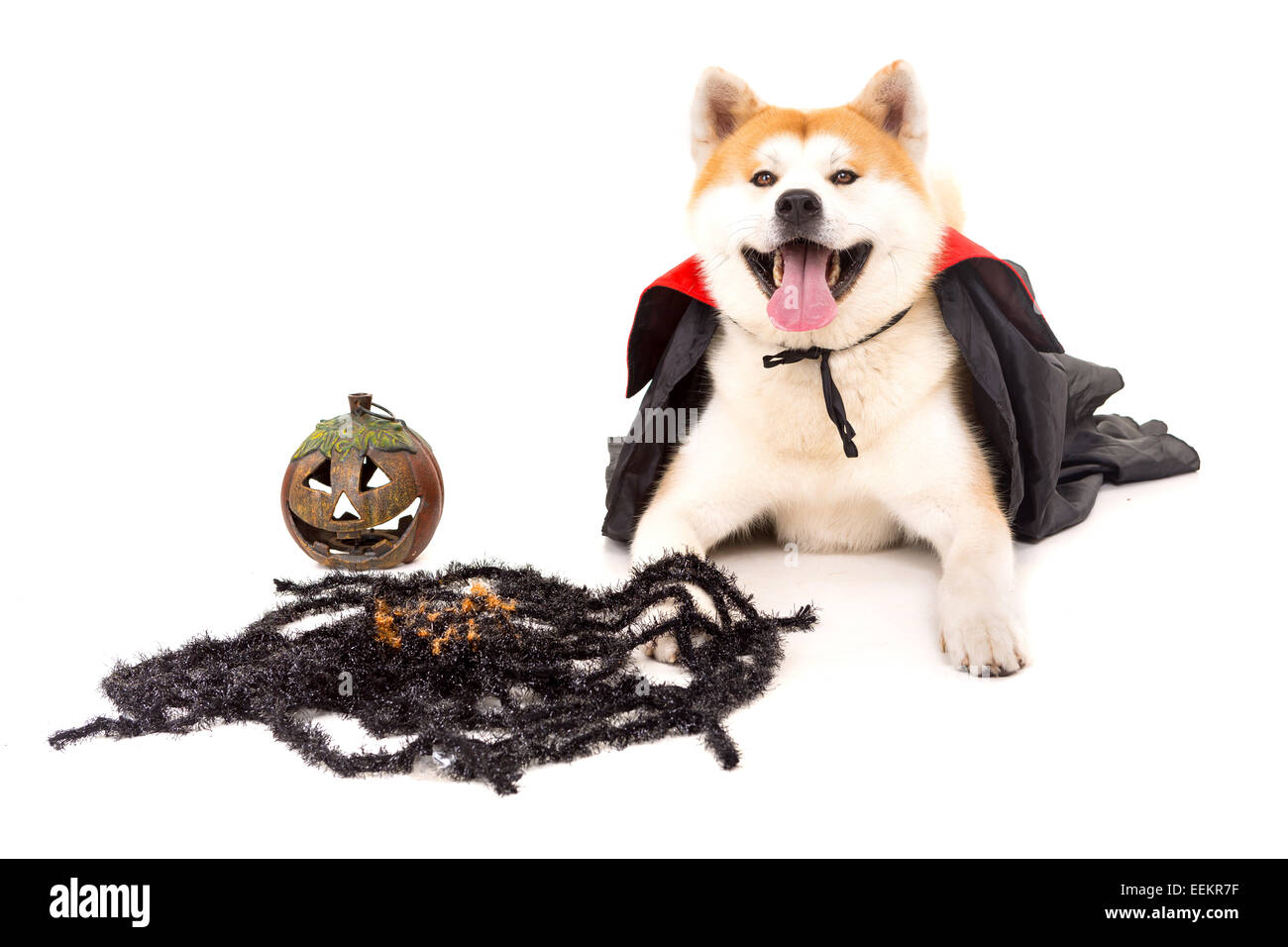 Beautiful Akita Inu dog dressed for Carnival or Halloween Stock Photo Alamy