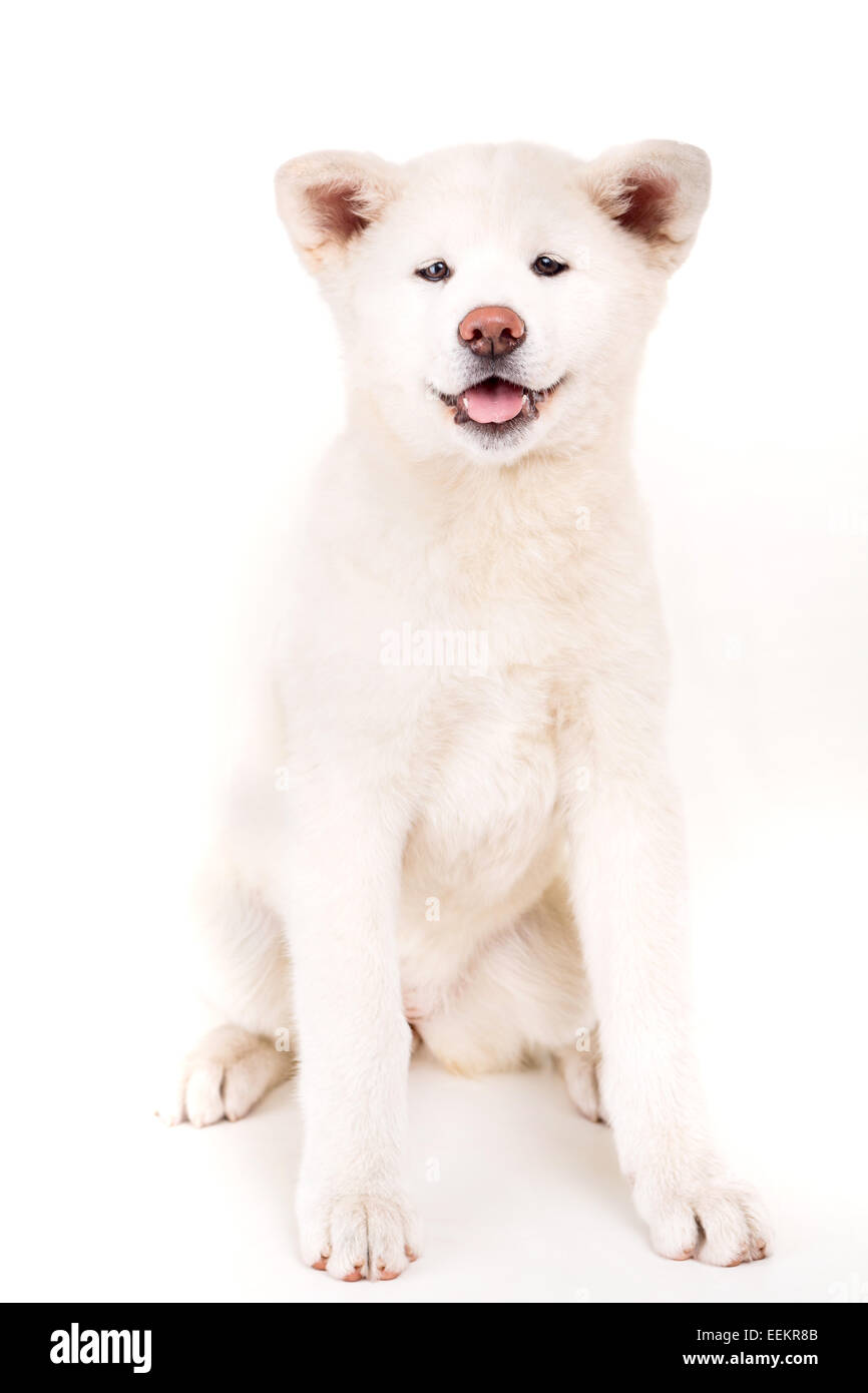 Beautiful Akita Inu dog posing in studio Stock Photo - Alamy