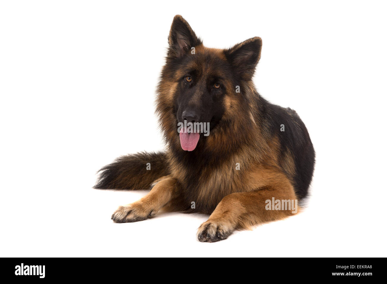 Can A Dog Survive With No Teeth