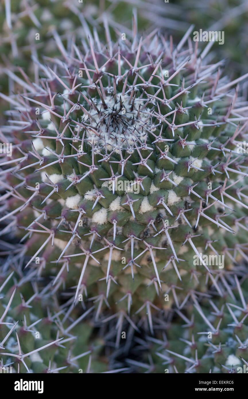 Mammillaria carnea hi-res stock photography and images - Alamy