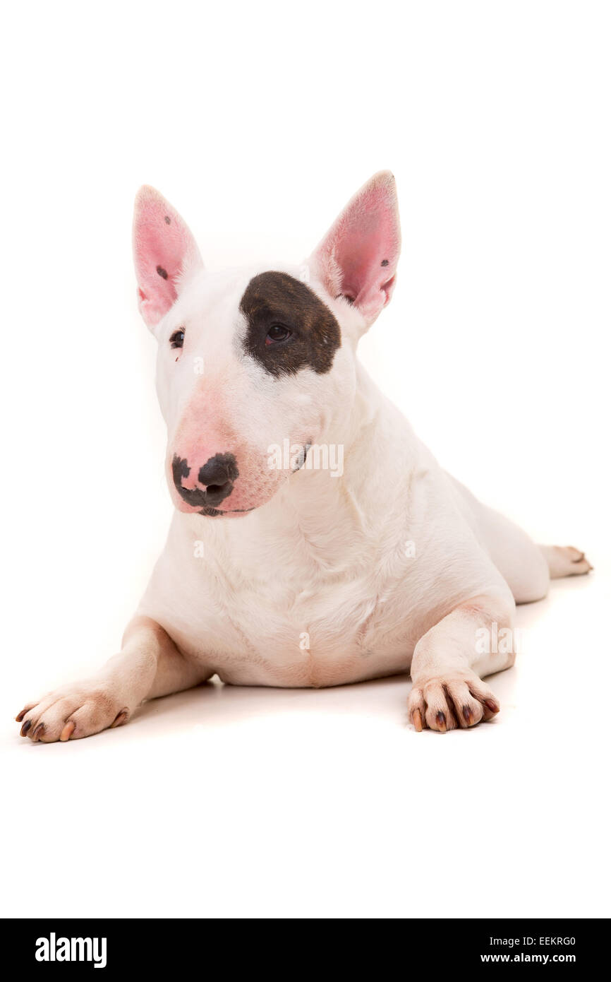 Is An English Bull Terrier A Dangerous Dog