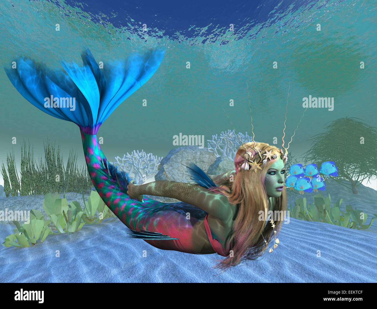 A beautiful multi-colored mermaid swims effortlessly in clear ocean waters. Stock Photo