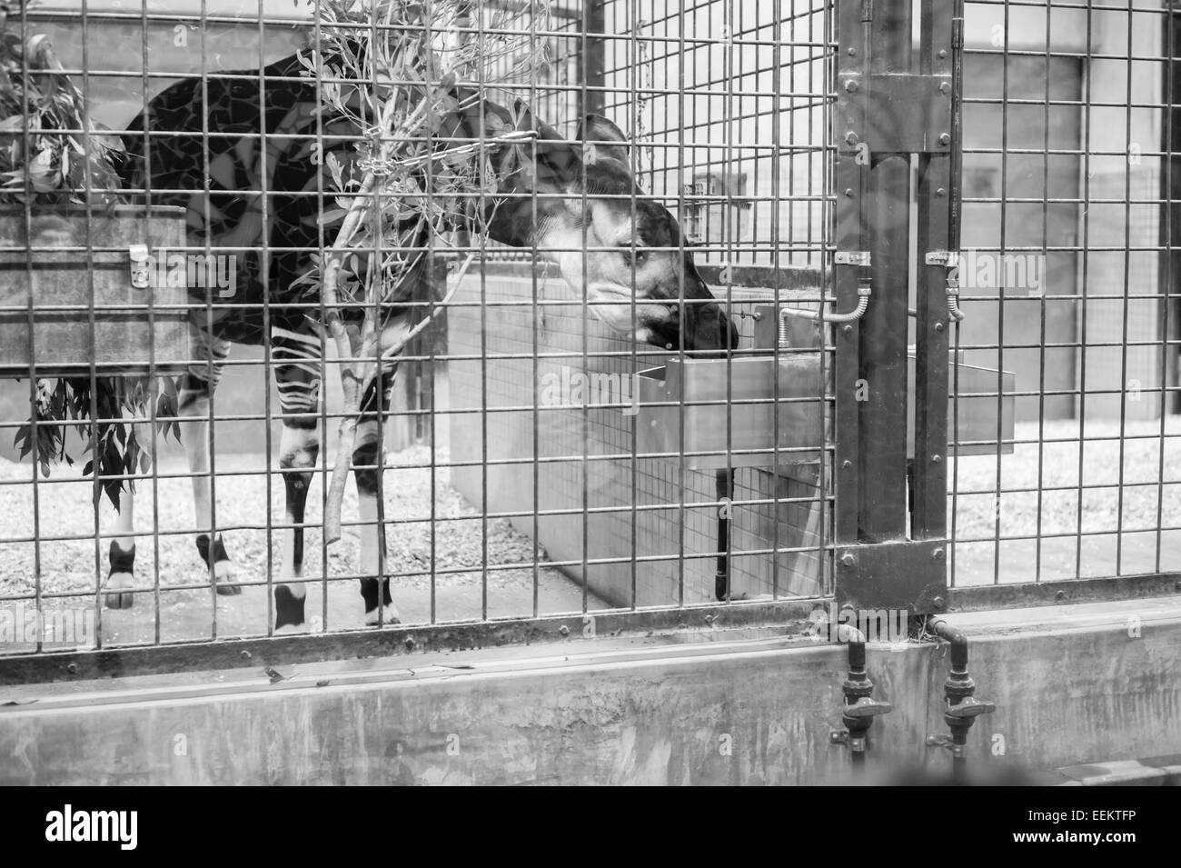Okapi in eating in its winter indoor cage in Ueno Zoo, Japan Stock Photo