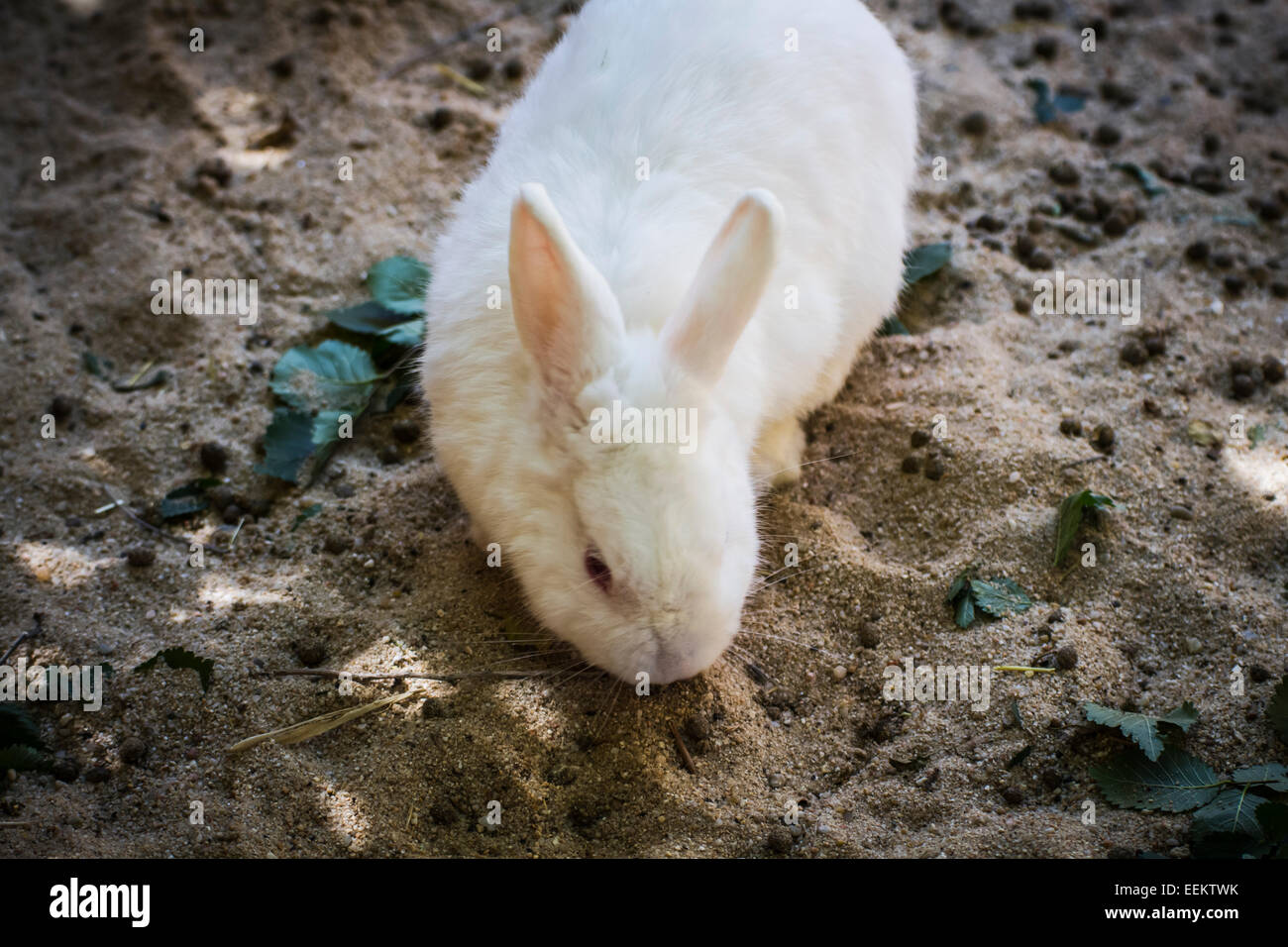 Spring, Rabbit, small mammal in a zoo park Stock Photo - Alamy