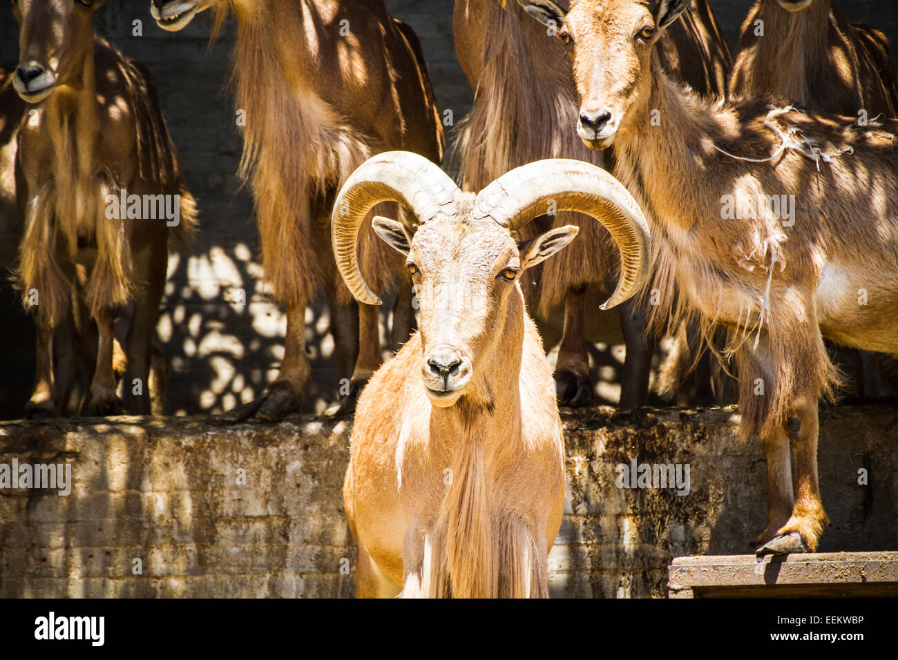group of mountain goats, Family mammals with large horns Stock Photo