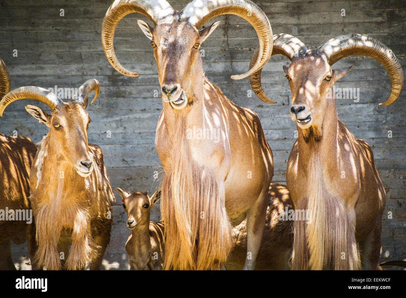 alpine, group of mountain goats, Family mammals with large horns Stock