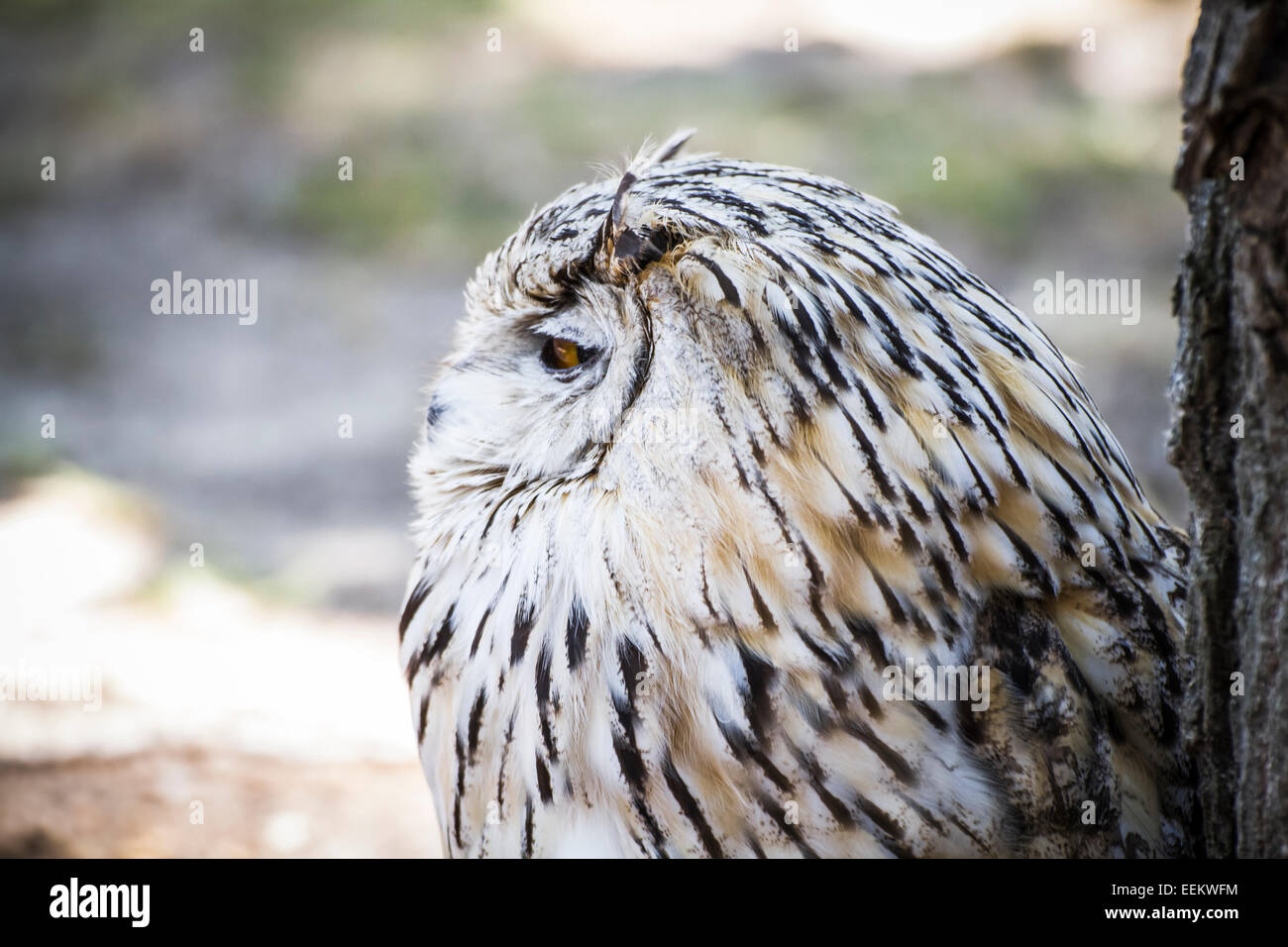 Spanish owl in a medieval fair raptors Stock Photo Alamy