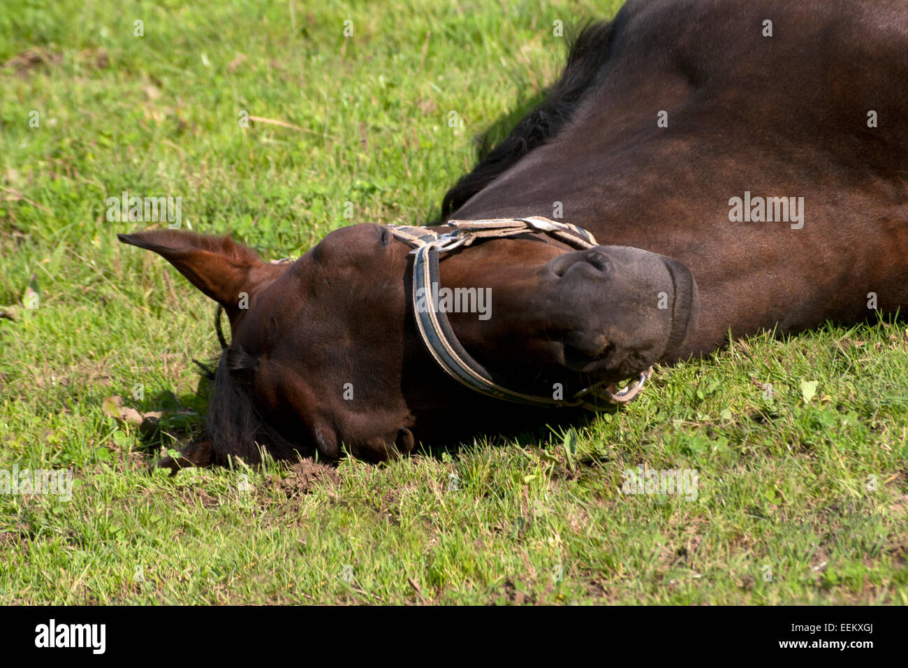 Horse sleep outside on pasture Stock Photo