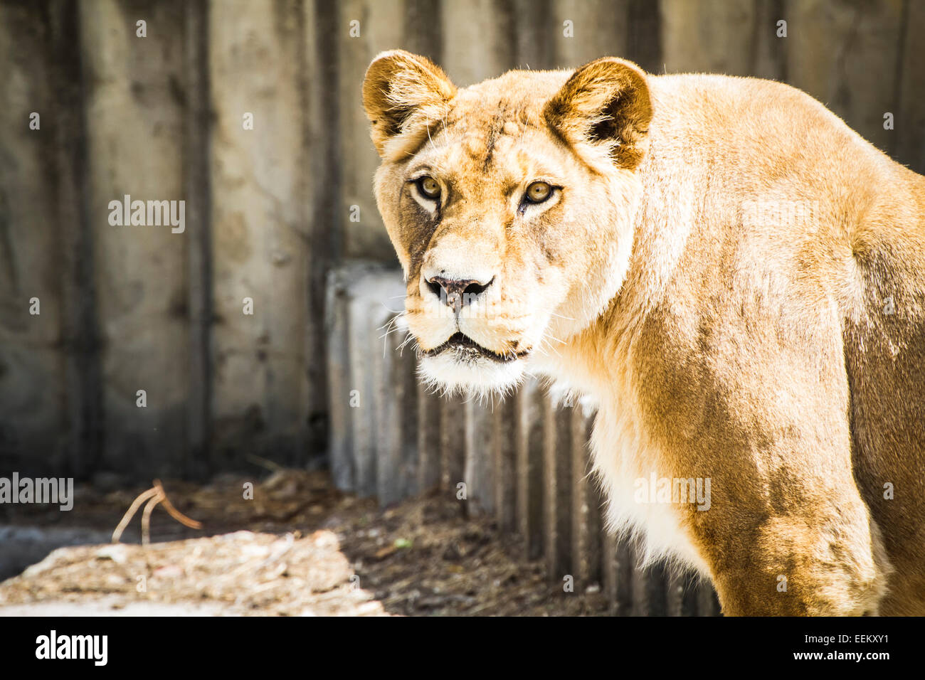 lioness in a zoo park Stock Photo - Alamy