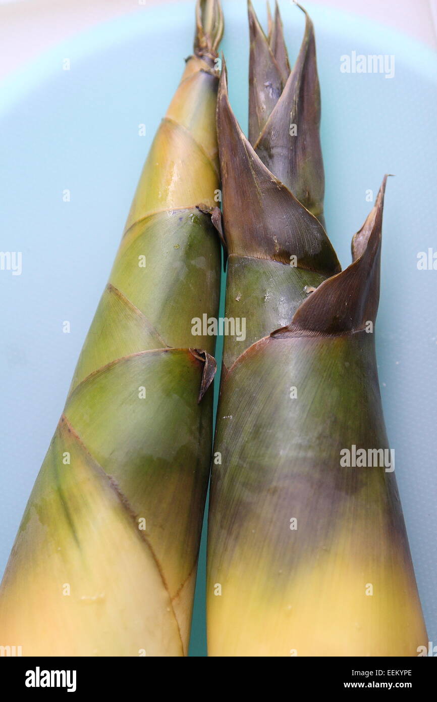Fresh Bamboo Shoots Stock Photo Alamy