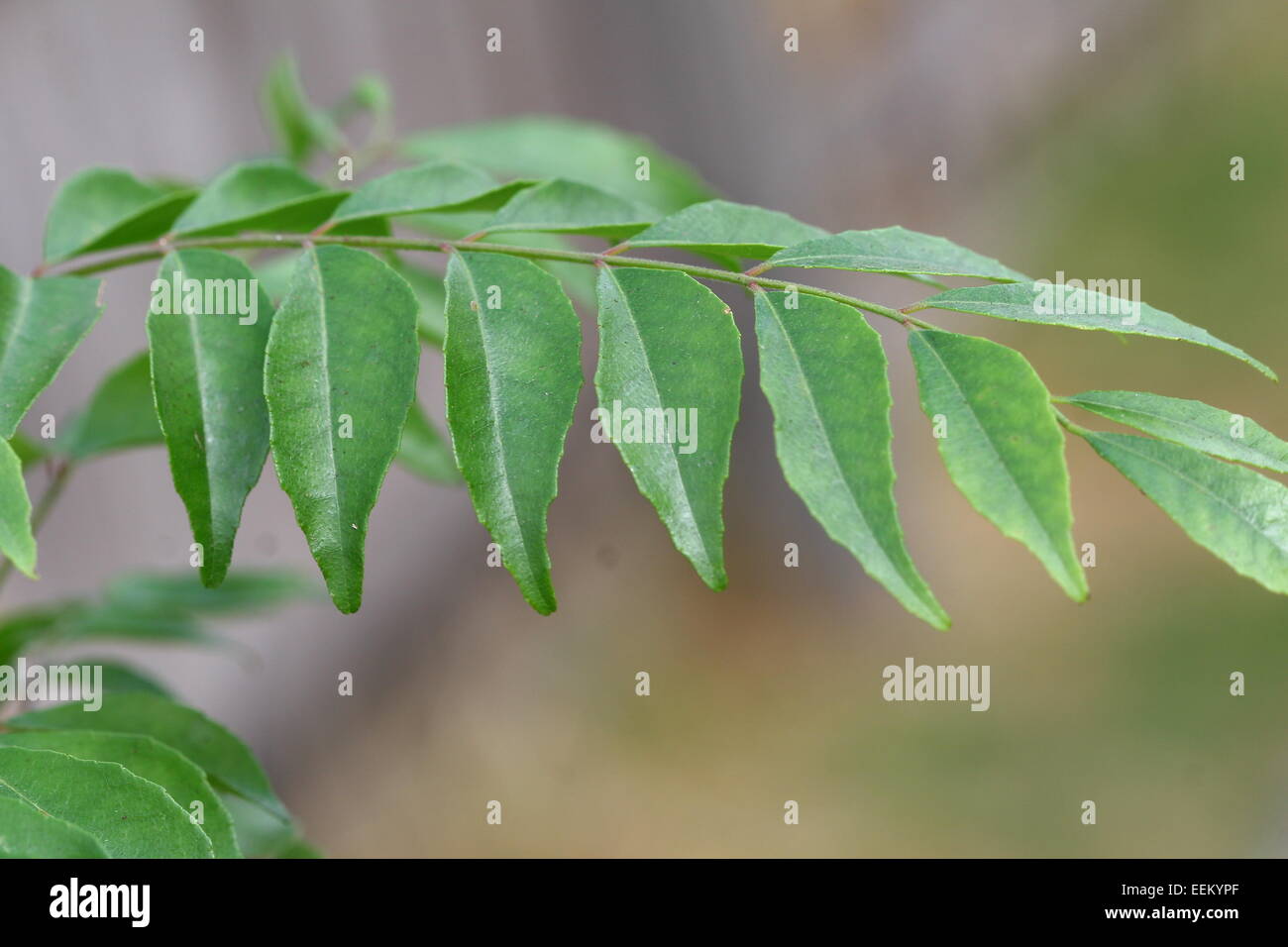 Curryblatt Baum Murraya Koenigii - 4 Zoll Topf Für Garten & Küche