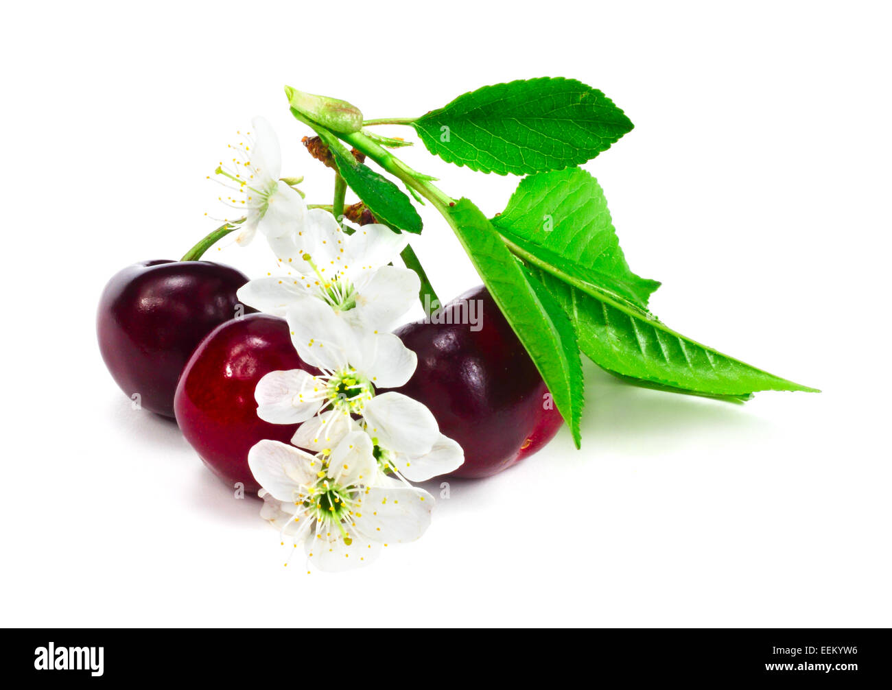 Cherry with leafs and flowers isolated on white background Stock Photo