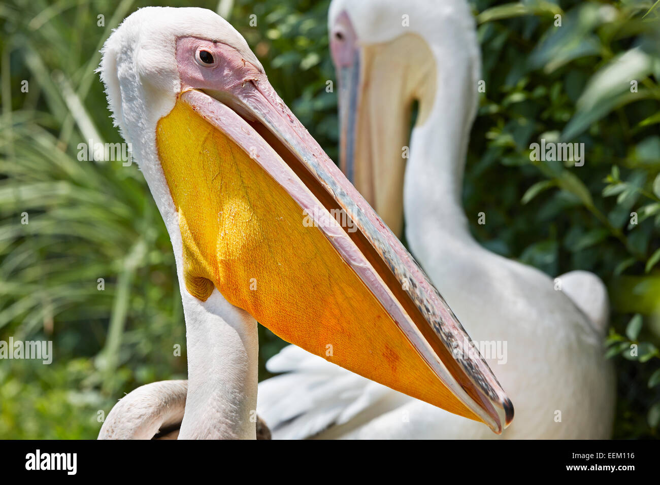 Great white pelican. Scientific name: Pelecanus onocrotalus. Stock Photo