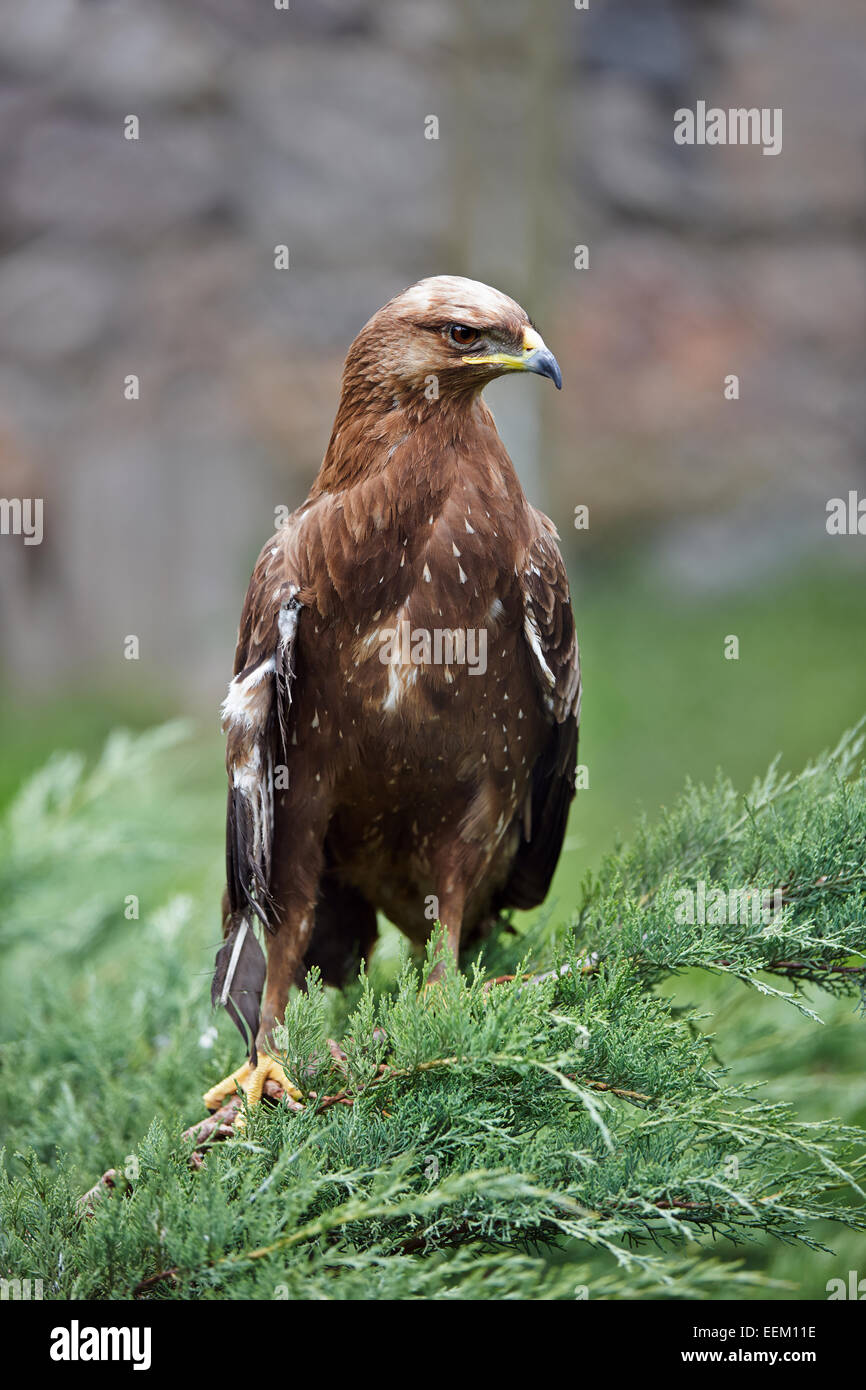 Golden eagle aquila chrysaetus bird hires stock photography and images