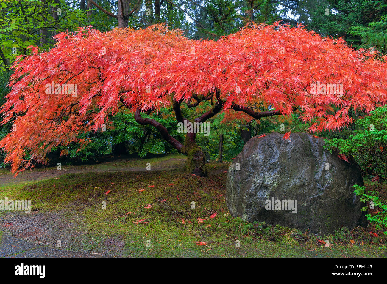 Japanese Red Lace Leaf Maple Tree by Rock in Autumn Stock Photo Alamy