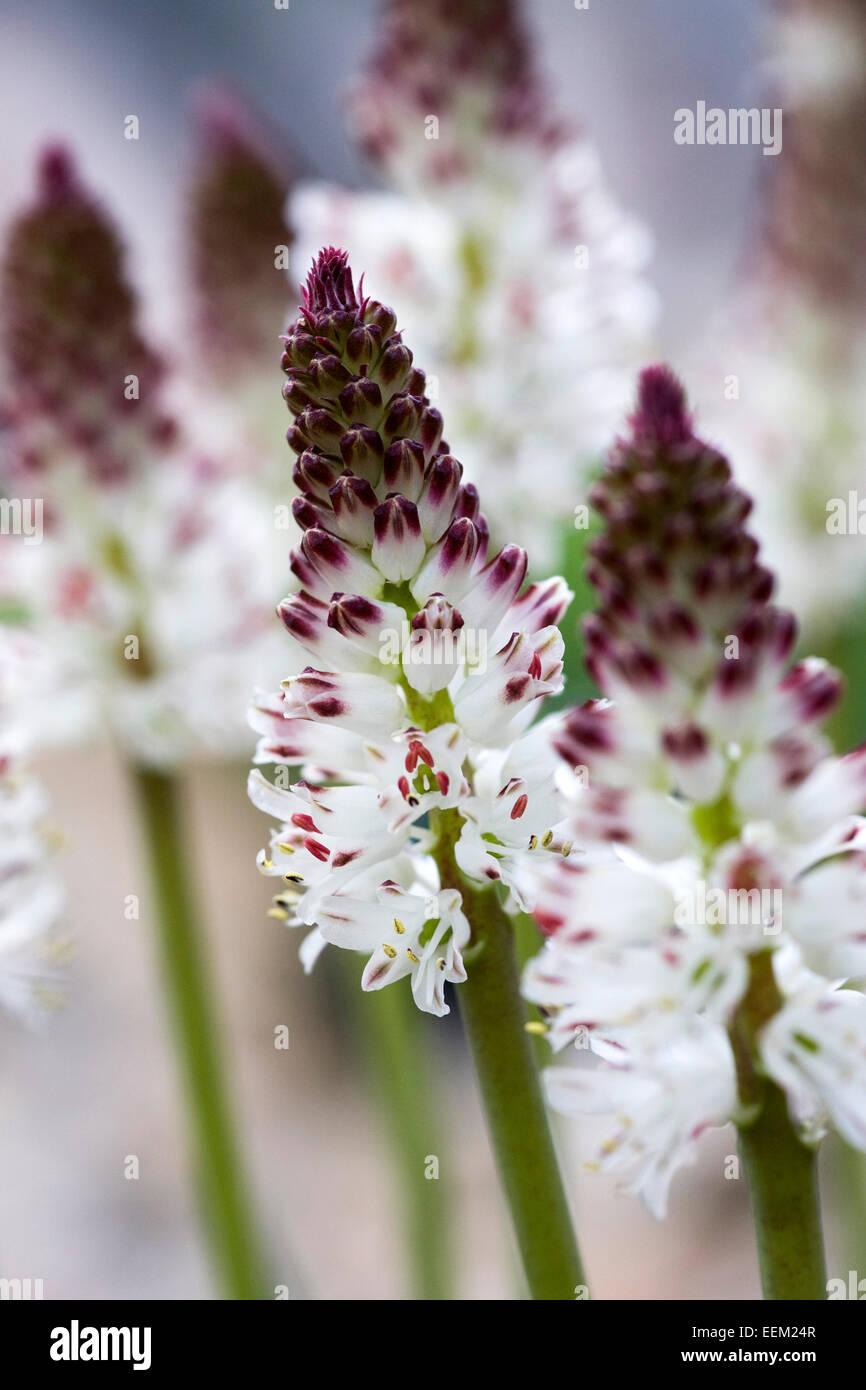 Lachenalia unicolor flowers growing in a protected environment. Stock Photo