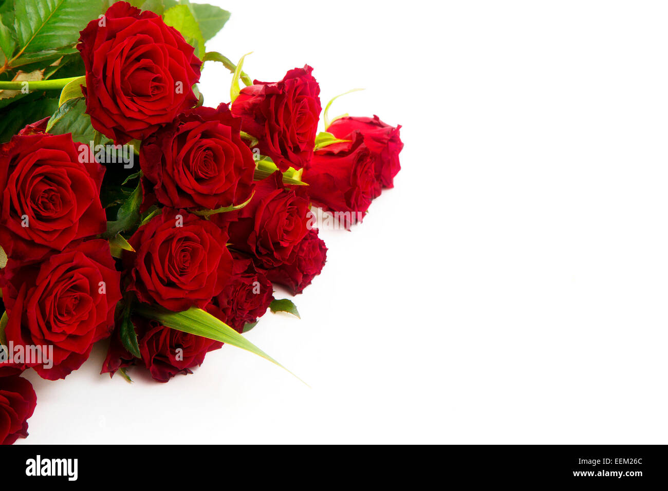 Red roses on a white background Stock Photo