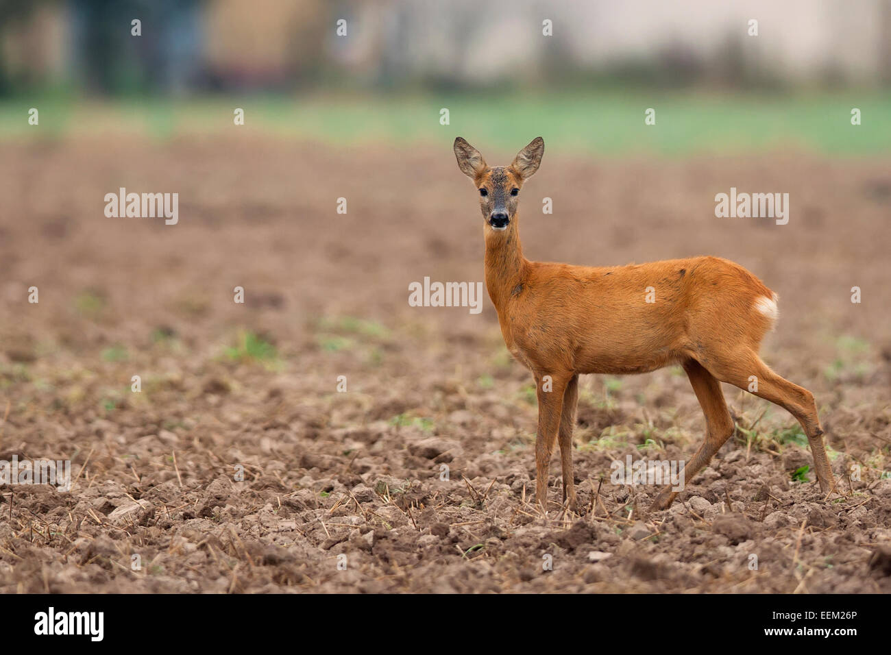 Roe-deer in the wild Stock Photo