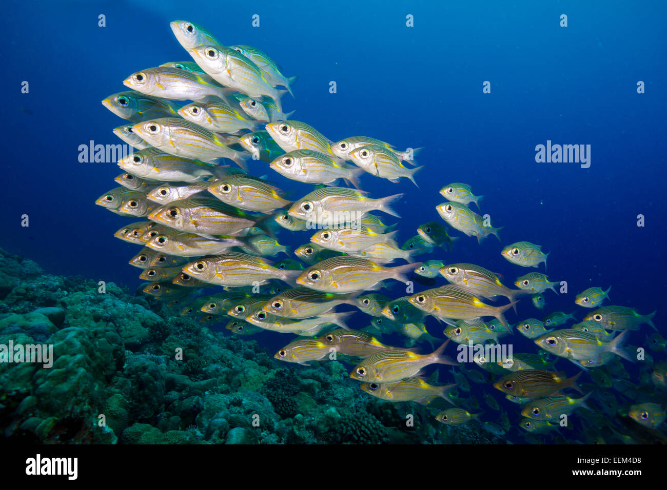 Goldlinienstrassenkehrer (Gnathodentex aureolineatus), Palau, Mikronesien Stock Photo