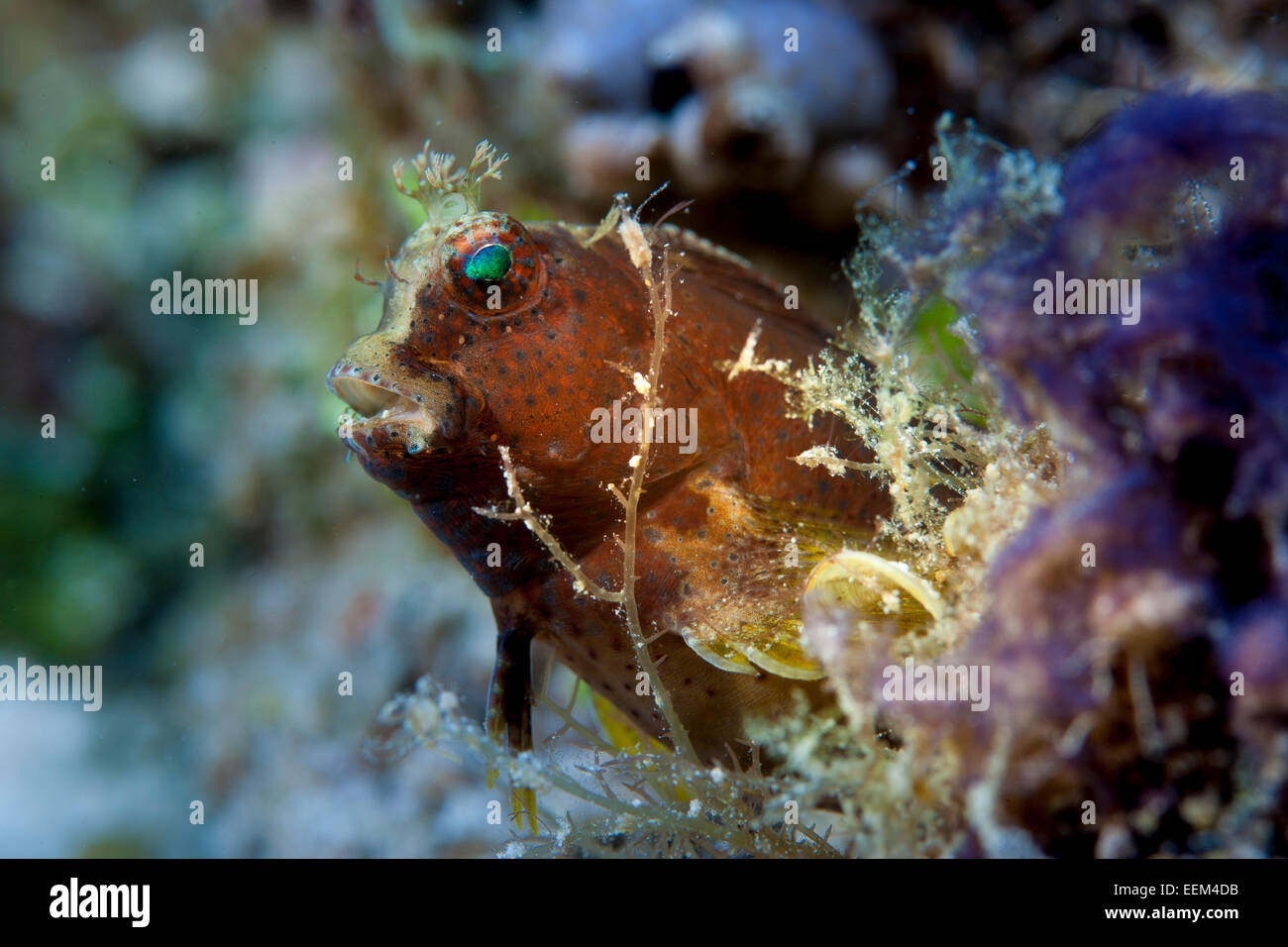 Obscure Blenny (Salarias obscurus), Philippines Stock Photo