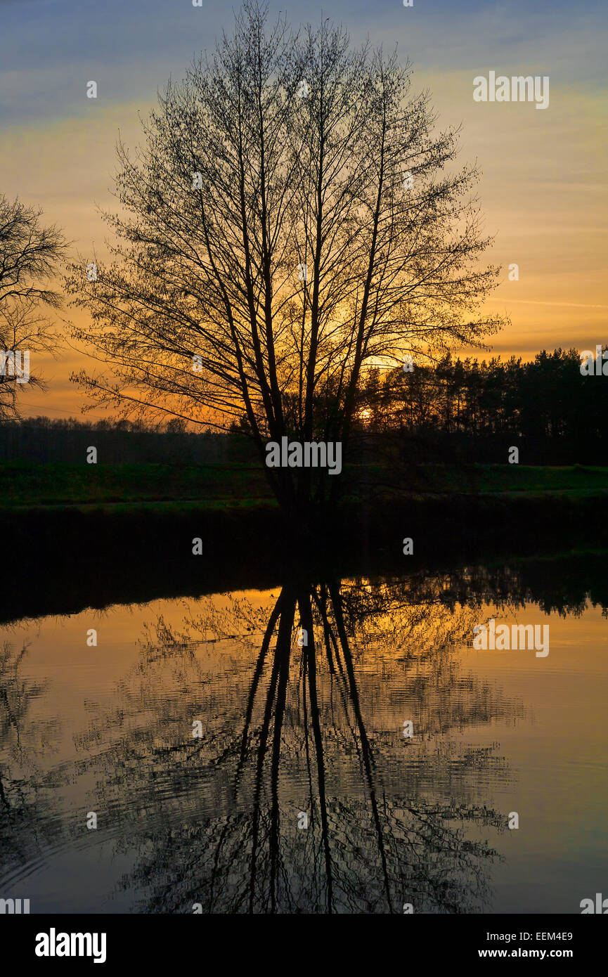 Evening atmosphere, backlit tree with reflections in a pond, Herpersdorf, Middle Franconia, Bavaria, Germany Stock Photo